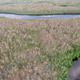 A defoliated mangrove swamp near the mouth of Shark River in Everglades National Park. Image: Steve Davis